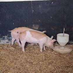 Station Bauernhof Wolf - Ferkel im Schweinestall