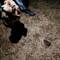 And that night Truffle found a baby hedgehog. Did you know there are no hedgehogs in Australia?