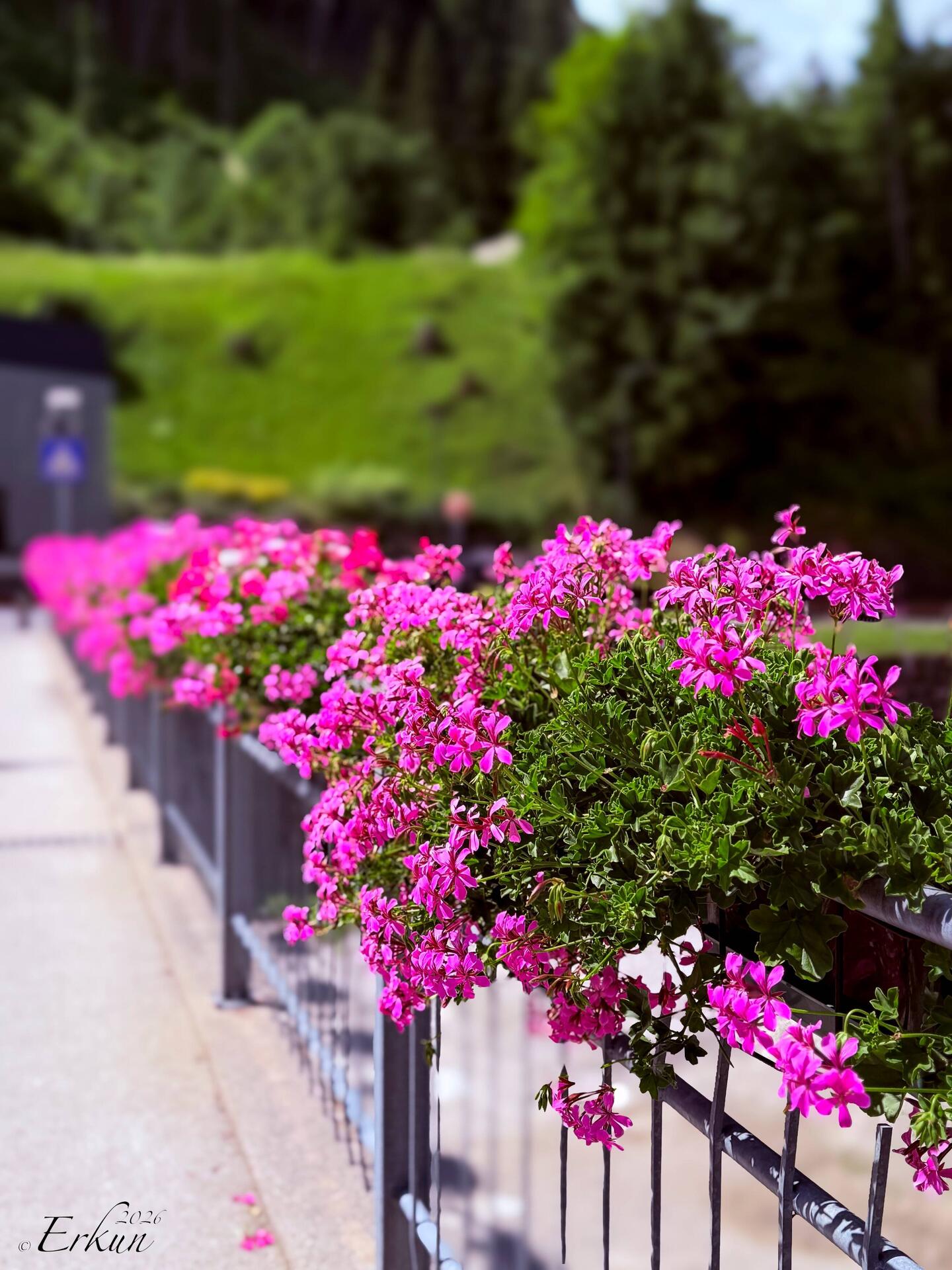 Pop of color on the way to the funivia station — Alleghe, Italy.