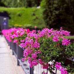 Pop of color on the way to the funivia station — Alleghe, Italy.