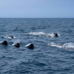 A large pod of pilot whales gathers around Hafiz—only a fraction captured on this photo.