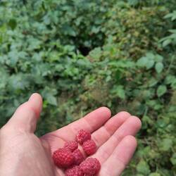 Hier wachsen echt viele von und auch Blaubeeren 🫐