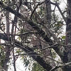 Kort pause hvor vi så tawny frogmouths