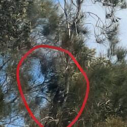 Koala (vi sværger!)