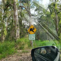 Mind the koalas