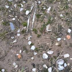 Shards of bone visible