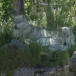 Wolves at the Discovery Center