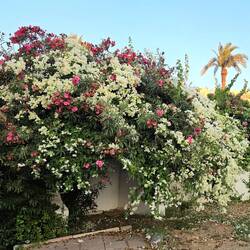 Oleander