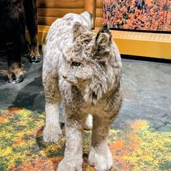 * Museum Withorse, schaut mal diese Pfoten an