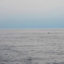 Sleeping Pilot Whales.