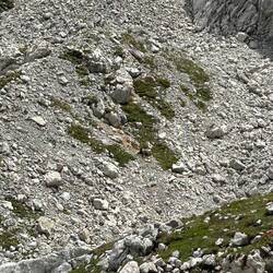 Suchbild: Wo ist der Steinbock?