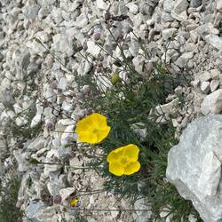 Und immer wieder Blumen in den tollsten Farben