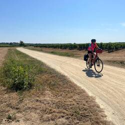 De plus en plus de vignes dans le paysage du côté de Martigné-Briand