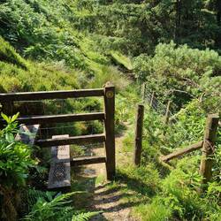 This stile on the old Cambrian Way route marks the exit from hillside woodland onto Foel Dinas