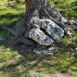 Der Baum hat den Stein fest im Griff