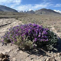 Des fleurs au couleurs variées poussent en haute altitude