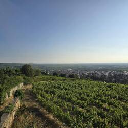 Blick über die Rebbergen