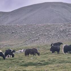 Und dann sind sie plötzlich da, die Yaks!