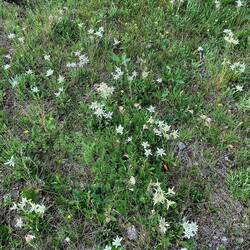Und immer wieder: Wiesen voller Edelweiss!
