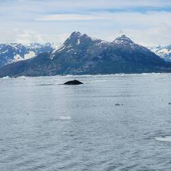Whale
