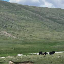 Yaks
