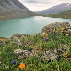 Blumenpracht am Gletschersee