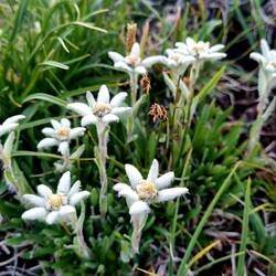 Edelweiss - überall anzutreffen!