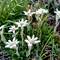 Edelweiss - überall anzutreffen!
