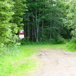 Entering the forest