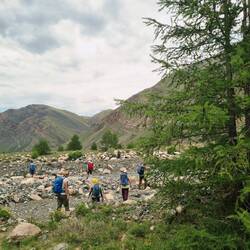 Endlich wieder mal Bäume auf unserem Trekking (Föhren)