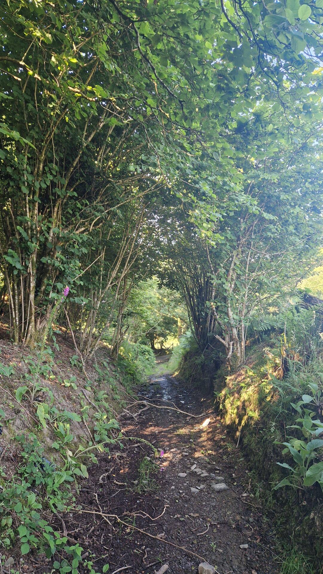 Classic Drovers Lane. Before the coming of the railways these were used to drive animals to market.