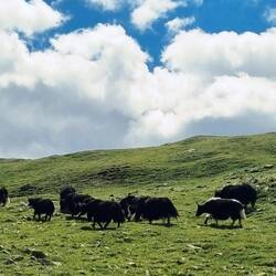 Yaks unterwegs...
