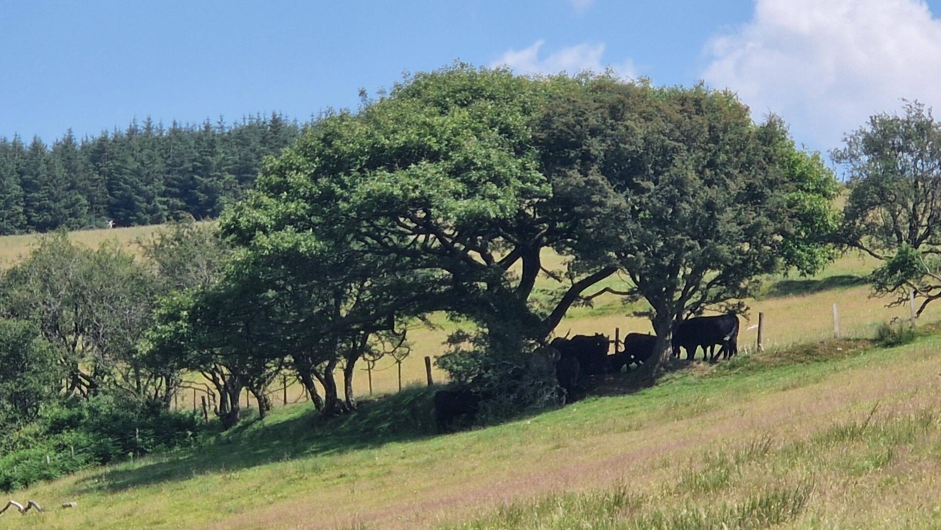 Even Cows need shade