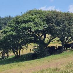Even Cows need shade