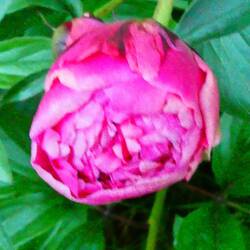 In Rita's garden