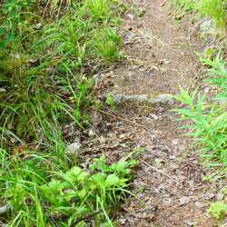 Rocks, tree roots, and uphill. All one could want in a trail with a trailer!
