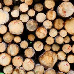 The first, I expect of many log piles that I will see along the way