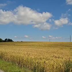 Typisch dänische Sommerlandschaft