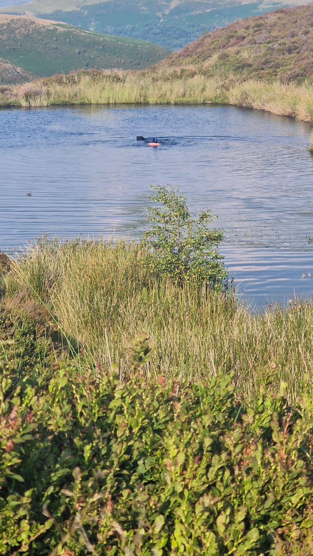 James and Doogle swimming in the latge pool atop Waun Tyisaf
