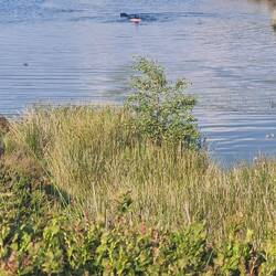 James and Doogle swimming in the latge pool atop Waun Tyisaf