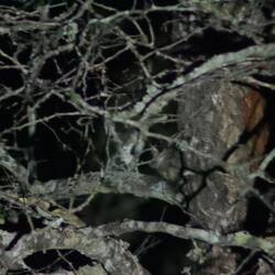 Ein tatsächliches Bushbaby ziemlich in der Mitte