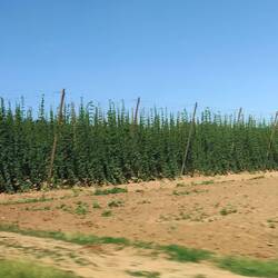 Hops