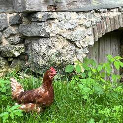 Unterwegs ein Huhn