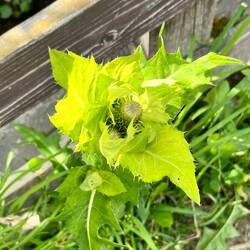 Kohldistel
