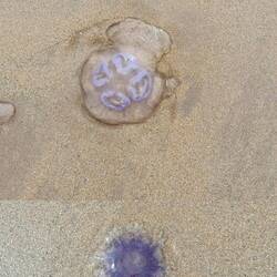 Quallen Strandgut