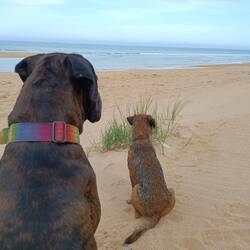 Strandwache, so lange Frauchen ließt