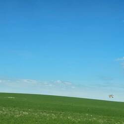View along the road south to Montana. Not sure about the photo bombing bird. Western Meadowlark?