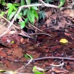 Bien écouter le bruit que fait cette petite grenouille qu'on aperçoit sous les feuilles, dans l'eau