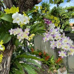 🌸 Die Orchidee gilt als Nationalblume Thailands.