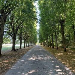 Long straight treelined paths provided respite from the heat in Fontainebleau Chateau gardens